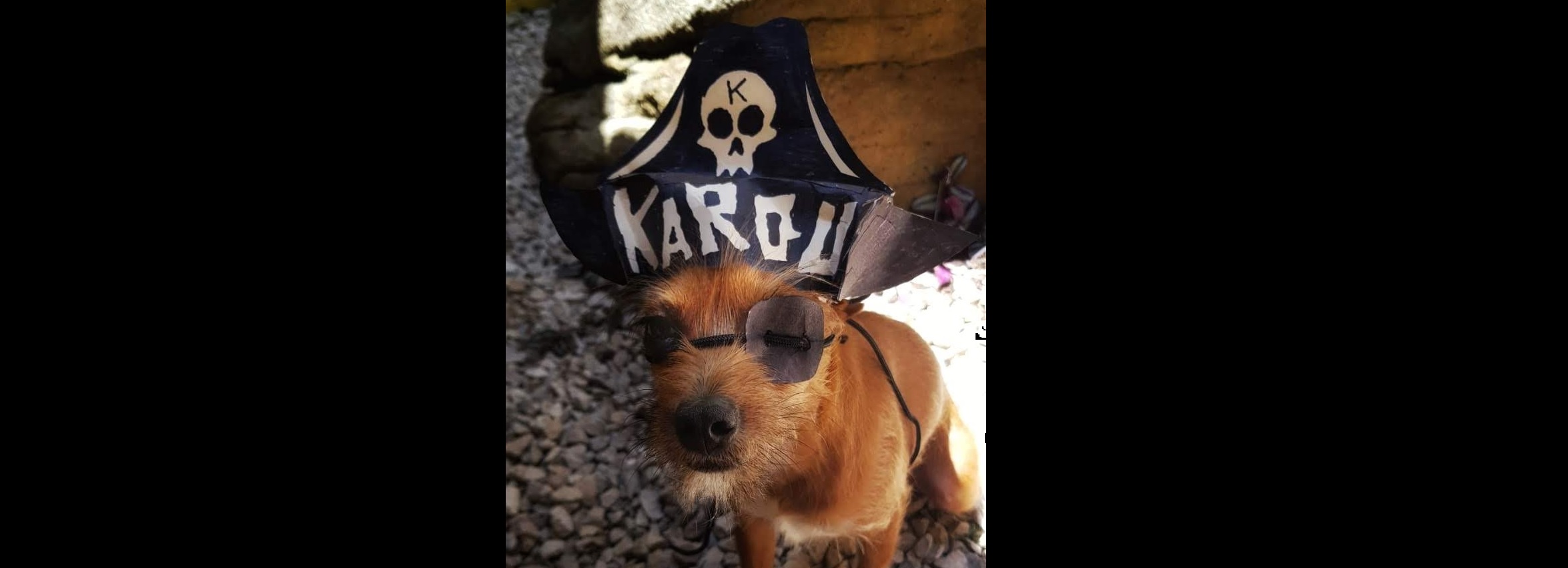 Happy International Talk Like a Pirate Day from RUFF! - RUFF!